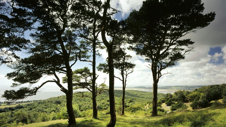 Group of large trees on the top of a hill, which looks out over an estuary.
